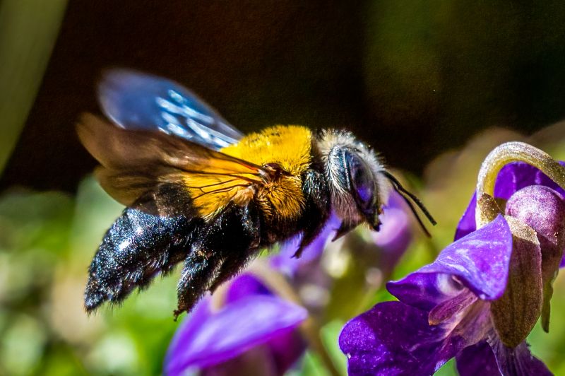 Bee Hive Removal