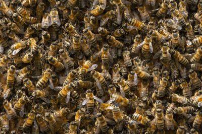 Bee Hive Removal