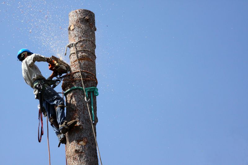 Removing a Bee Hive from a Tree