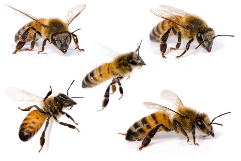 Bees Vs. Wasps: Understanding The Difference For Proper Pest Control