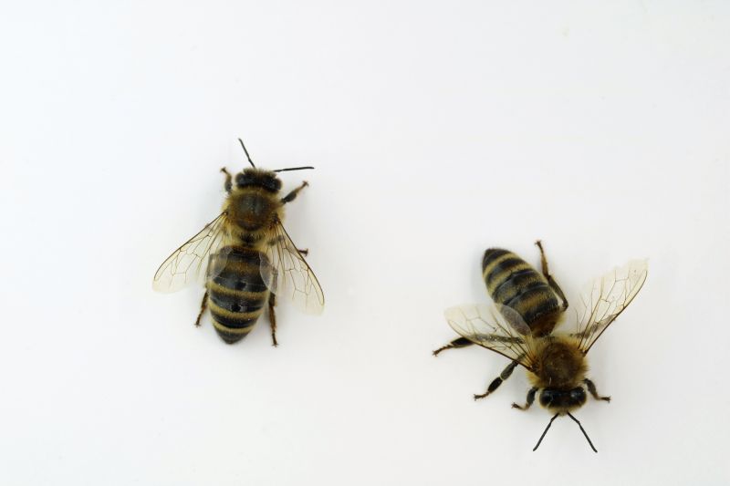 Seasonal Bee Activity And When Pest Control Is Most Effective
