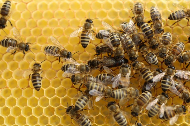 Why Professional Bee Pest Control Is Safer Than Diy Removal