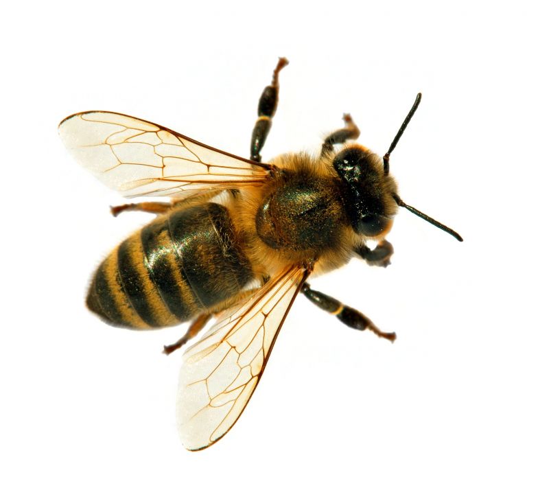 Why Professional Bee Pest Control Is Safer Than Diy Removal